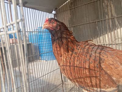 selling murgi and her chick