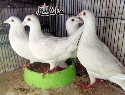 2 Qasid Paper White Breder Pair For Sale