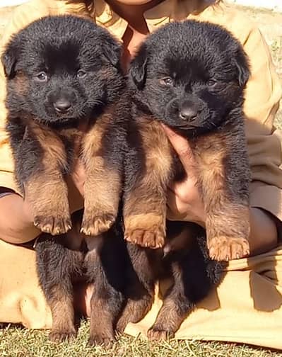 German Shepherd puppies for sale
