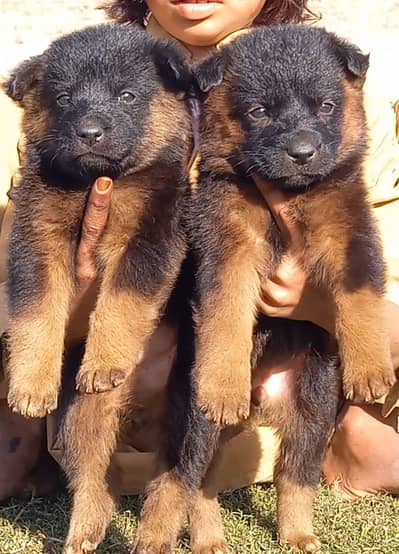 German Shepherd puppies for sale