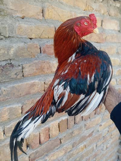 Amroha line Male zero size