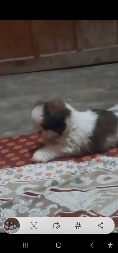 Beautiful fluffy ,32 days female shitzoo puppy