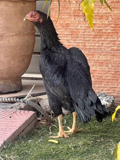 ASEEL BREEDER FEMALES