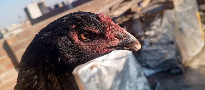 high quality black madi for sale