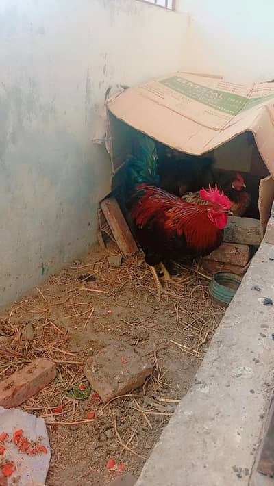 eggs day rahi hn 03063548255 SMS kr sakty hn network na ho to