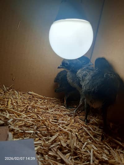 Ayam cemani chicks for exchange with aseel or sale