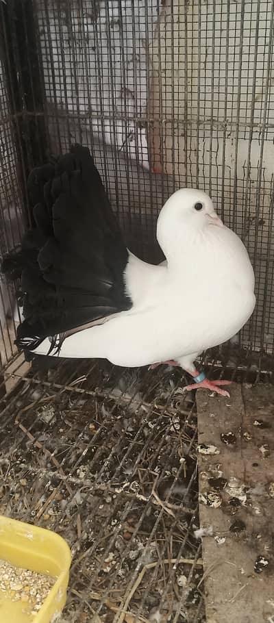 Black tail / red tail laka / lakka fancy male pigeon kaboter
