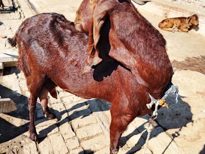 Pure Desi Healthy Female Goat with 2 Male Kids
