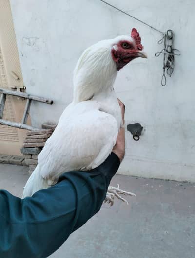 white aseel murga for sale