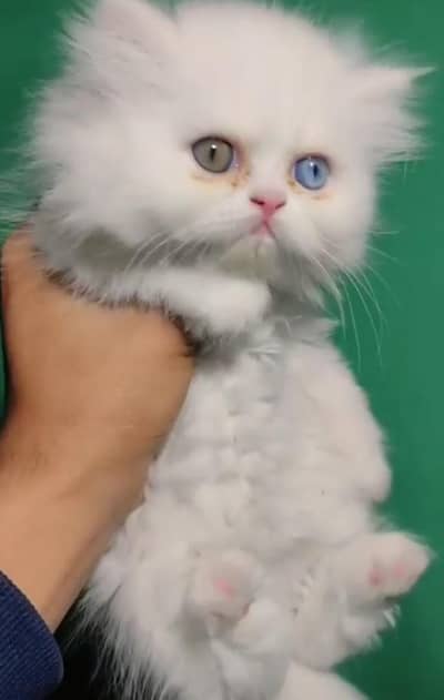 odd eyes kitten