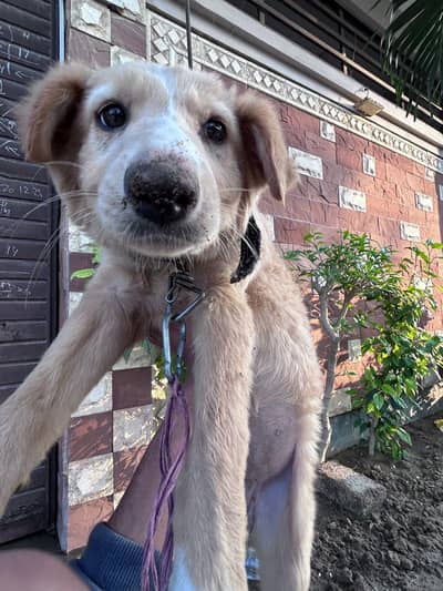 Golden Retriever Puppy – 2 Months – Healthy