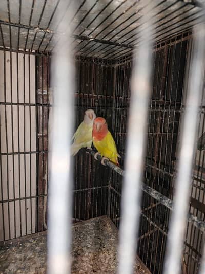 sab ek sath sale krne hen healthy or active pair he