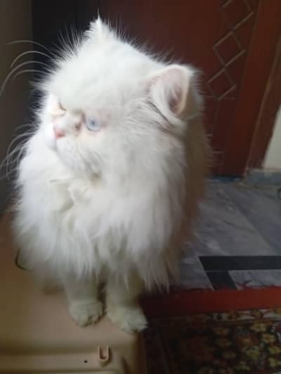 Odd eyes triple coat male for sale