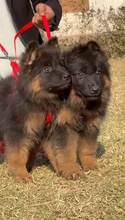 German shepherd puppies  my WhatsApp number 03245285207