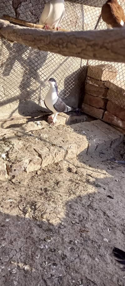 Mukhii male sharaziii female