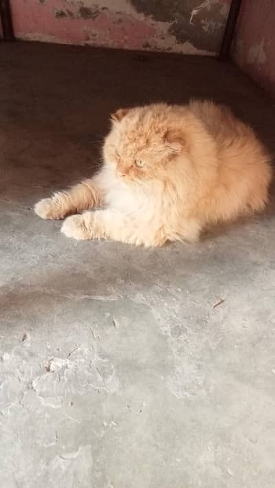 Persian Cat