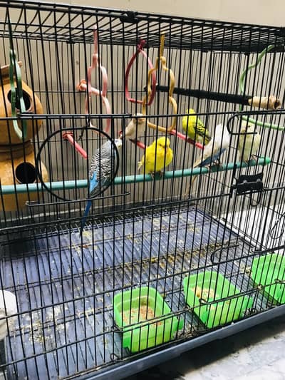 Australian parrots | Budgies 3 Pairs+ Cage