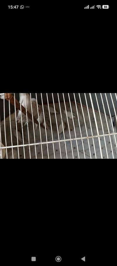 albino red ice split