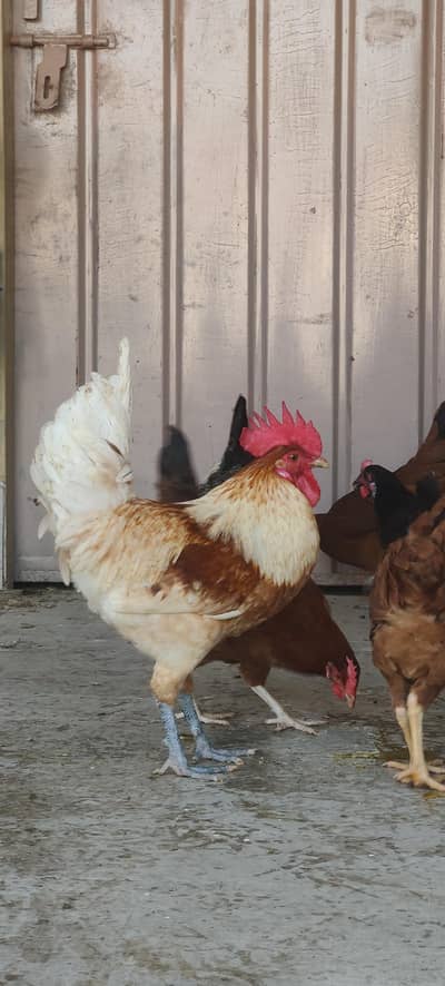 Desi egg laying hens