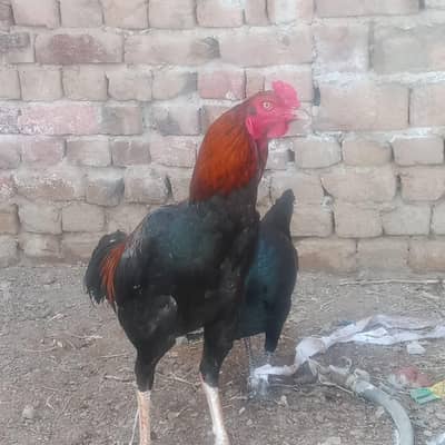 long hight  03280821149