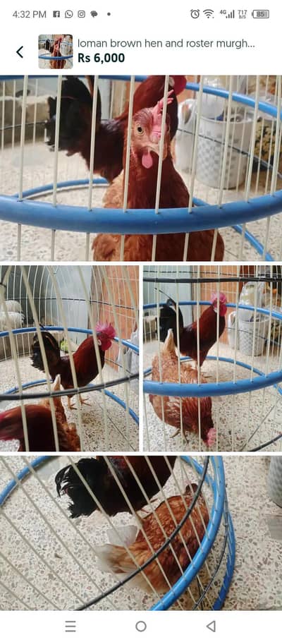 white buff or loman brown