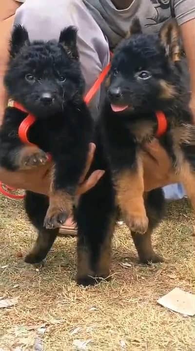 German shepherd puppies  my WhatsApp number 03245285207