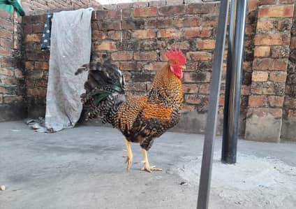 Fancy Rooster | Best price