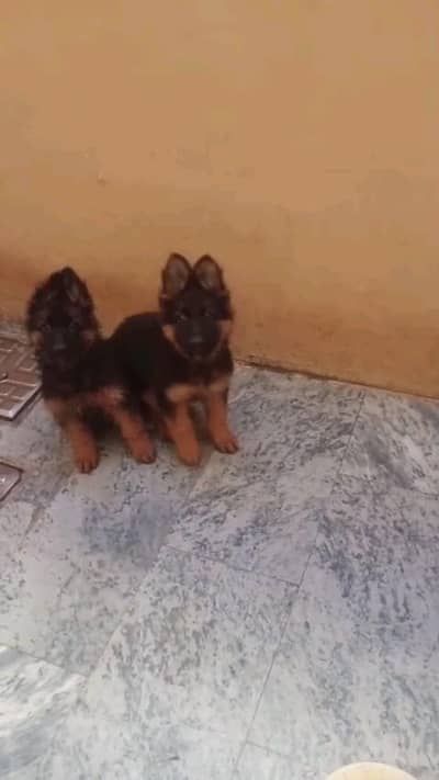 German shepherd puppies  my WhatsApp number 03245285207
