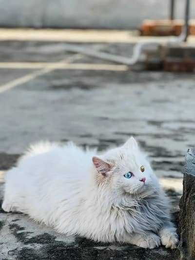 Pershion cat for sale