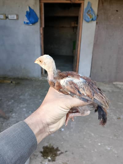 pure Aseel chiks w/ up number 03219974230