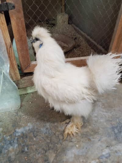 Silkie Male for SALE
