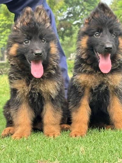 German shepherd puppies  my WhatsApp number 03245285207