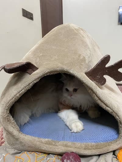 warm cat bed for winter-washavle removeable pilliow
