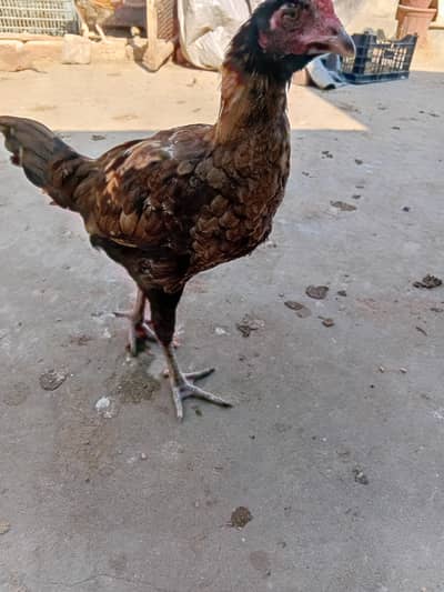 Aseel Chick Pakistani