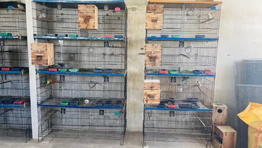 Love birds Cages