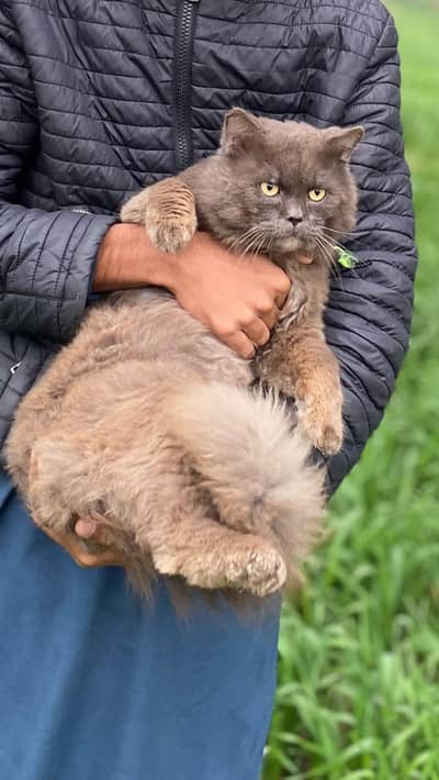 Persian Male Cat