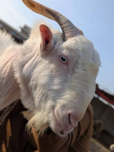 barbari bakra for sale