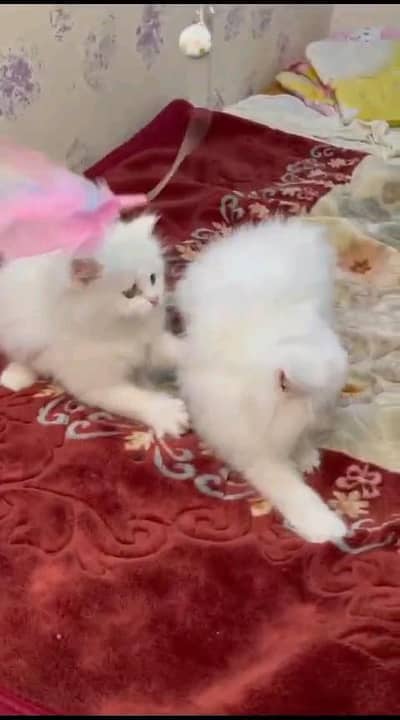 Persian kitten for urgent sale my WhatsApp number 032869729ten