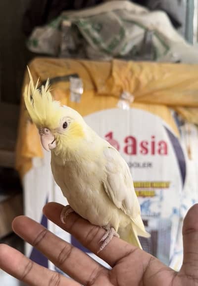 Handtamed cockatiel male