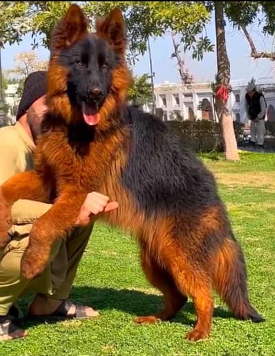 German shepherd long cot male pink pidgri for sale