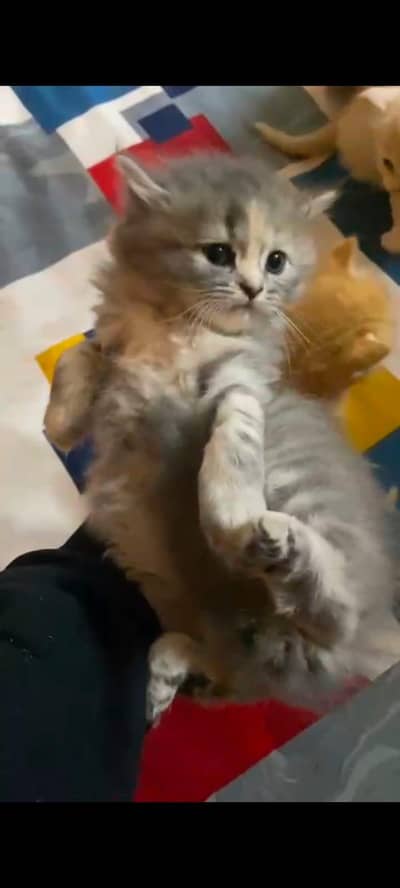 Persian kittens