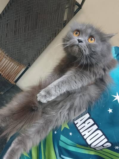 Himalayan Female for sale