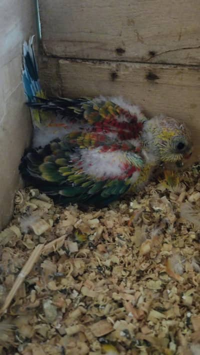 Red Opaline Rump chick for hand tame