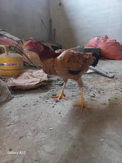 aseel murgi for sell