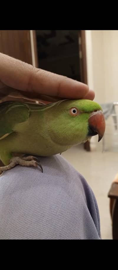 handtame ringneck (face to face talking)