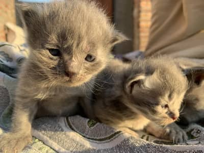 VIP Quality VIP Persian CaT kitten Gray colour