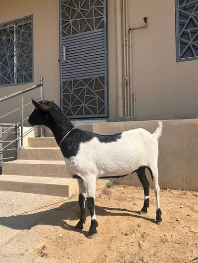 Beautiful abluck beauty teddy female fresh 8 dant