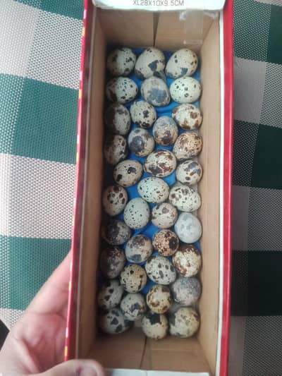 100% Fertile Batair eggs and chicks for sale Whatsapp 03032766741