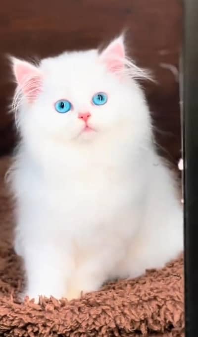 Persian Cats & Kittens for Sale may WhatsApp 03472175246