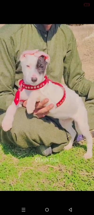 kohati gultair female for sale